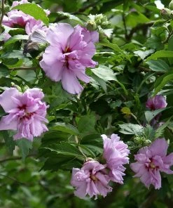 Fast Growing Trees Ardens Rose Of Sharon Althea Shrub