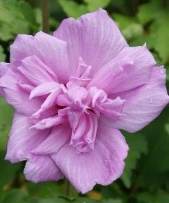 Fast Growing Trees Ardens Rose Of Sharon Althea Shrub