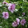 Fast Growing Trees Ardens Rose Of Sharon Althea Shrub
