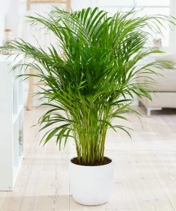 Fast Growing Trees Areca Palm Tree