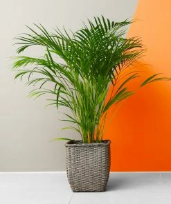 Fast Growing Trees Areca Palm Tree 15 Fast Growing Trees Areca Palm Tree