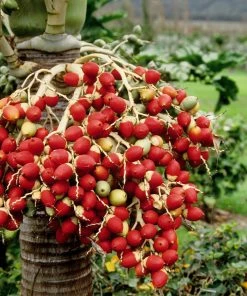 Fast Growing Trees Areca Palm Tree 16 Fast Growing Trees Areca Palm Tree