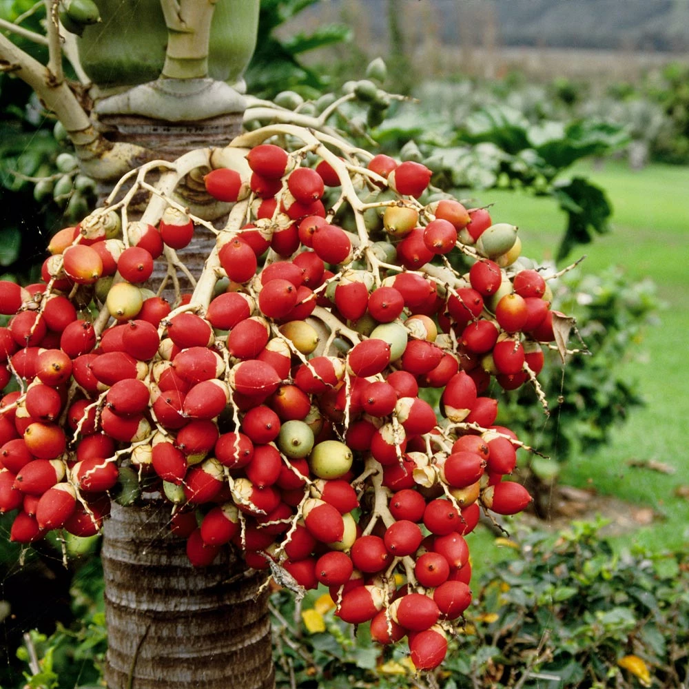 Fast Growing Trees Areca Palm Tree 8 Fast Growing Trees Areca Palm Tree