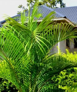 Fast Growing Trees Areca Palm Tree 17 Fast Growing Trees Areca Palm Tree