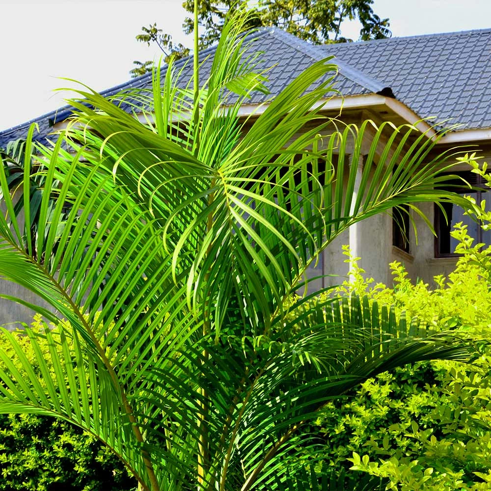 Fast Growing Trees Areca Palm Tree 9 Fast Growing Trees Areca Palm Tree