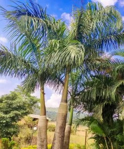Fast Growing Trees Areca Palm Tree 14 Fast Growing Trees Areca Palm Tree