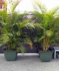 Fast Growing Trees Areca Palm Tree 18 Fast Growing Trees Areca Palm Tree
