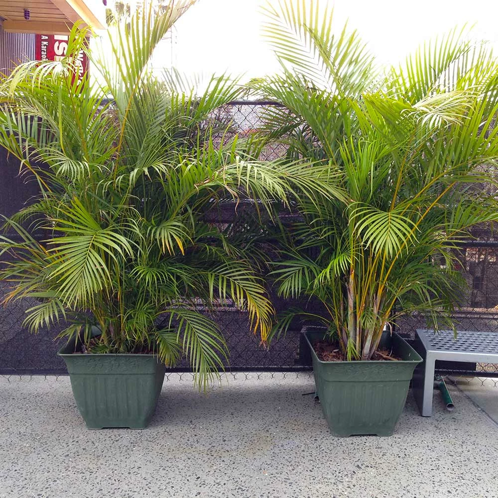 Fast Growing Trees Areca Palm Tree 10 Fast Growing Trees Areca Palm Tree