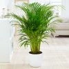 Fast Growing Trees Areca Palm Tree