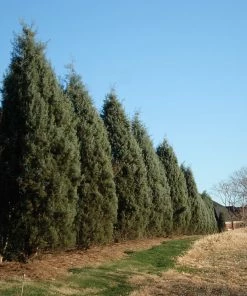 Fast Growing Trees Drought-Tolerant Evergreen Tree