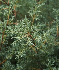 Fast Growing Trees Drought-Tolerant Evergreen Tree