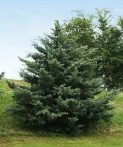 Fast Growing Trees Drought-Tolerant Evergreen Tree