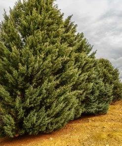 Fast Growing Trees Drought-Tolerant Evergreen Tree