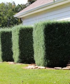 Fast Growing Trees Drought-Tolerant Evergreen Tree