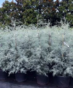 Fast Growing Trees Drought-Tolerant Evergreen Tree