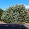 Fast Growing Trees Drought-Tolerant Evergreen Tree