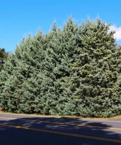 Fast Growing Trees Drought-Tolerant Evergreen Tree