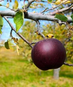 Fast Growing Trees Arkansas Black Apple Tree