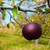 Fast Growing Trees Arkansas Black Apple Tree