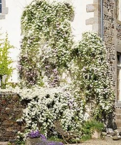 Fast Growing Trees Armandii Snowdrift Clematis See All Shrubs & Hedges