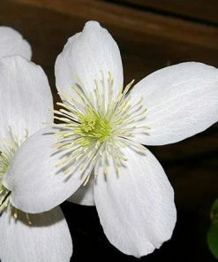 Fast Growing Trees Armandii Snowdrift Clematis See All Shrubs & Hedges