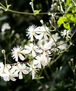 Fast Growing Trees Armandii Snowdrift Clematis See All Shrubs & Hedges