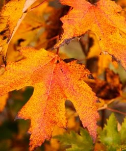 Fast Growing Trees Armstrong Gold® Maple