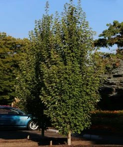 Fast Growing Trees Armstrong Gold® Maple