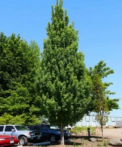 Fast Growing Trees Armstrong Gold® Maple