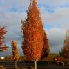 Fast Growing Trees Armstrong Gold® Maple 1 Fast Growing Trees Armstrong Gold® Maple