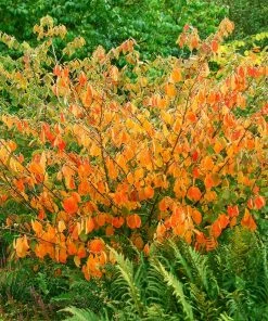 Fast Growing Trees Arnold Promise Witch Hazel Shrub