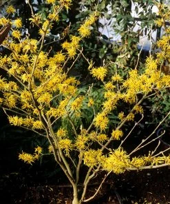 Fast Growing Trees Arnold Promise Witch Hazel Shrub