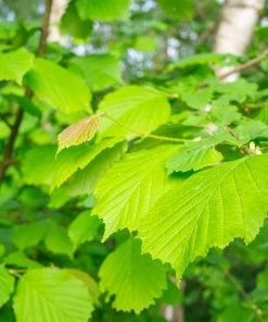 Fast Growing Trees Arnold Promise Witch Hazel Shrub