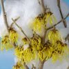 Fast Growing Trees Arnold Promise Witch Hazel Shrub