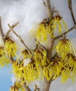 Fast Growing Trees Arnold Promise Witch Hazel Shrub