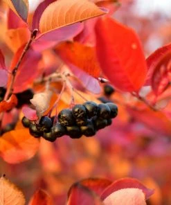 Fast Growing Trees Plants For Wet Areas Viking Aronia Chokeberry Bush