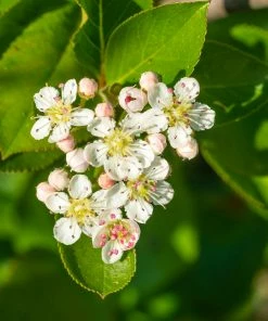 Fast Growing Trees Plants For Wet Areas Viking Aronia Chokeberry Bush 10 Fast Growing Trees Plants For Wet Areas Viking Aronia Chokeberry Bush