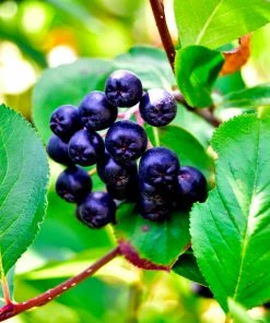 Fast Growing Trees Plants For Wet Areas Viking Aronia Chokeberry Bush 12 Fast Growing Trees Plants For Wet Areas Viking Aronia Chokeberry Bush