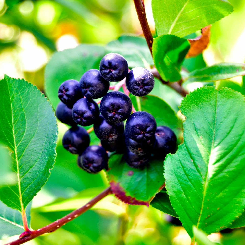 Fast Growing Trees Plants For Wet Areas Viking Aronia Chokeberry Bush 7 Fast Growing Trees Plants For Wet Areas Viking Aronia Chokeberry Bush