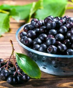 Fast Growing Trees Plants For Wet Areas Viking Aronia Chokeberry Bush 11 Fast Growing Trees Plants For Wet Areas Viking Aronia Chokeberry Bush