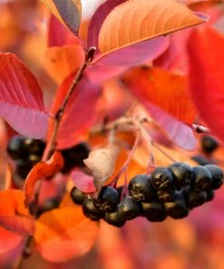 Fast Growing Trees Plants For Wet Areas Viking Aronia Chokeberry Bush