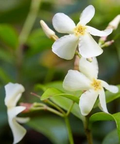 Fast Growing Trees Asiatic Jasmine Shrub See All Shrubs & Hedges