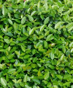 Fast Growing Trees Asiatic Jasmine Shrub See All Shrubs & Hedges