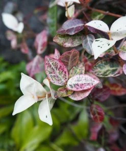 Fast Growing Trees Snow-N-Summer™ Asiatic Jasmine Shrub