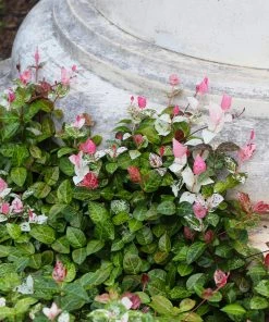 Fast Growing Trees Snow-N-Summer™ Asiatic Jasmine Shrub