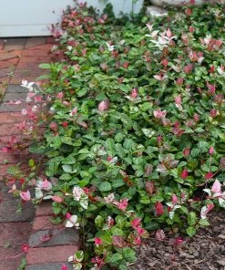 Fast Growing Trees Snow-N-Summer™ Asiatic Jasmine Shrub