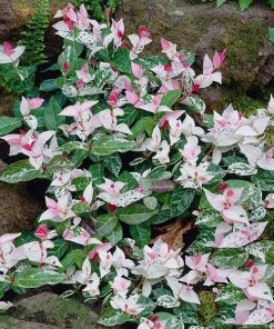 Fast Growing Trees Snow-N-Summer™ Asiatic Jasmine Shrub