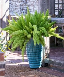 Fast Growing Trees Myers Asparagus Fern Plant Gift Plants 7 Fast Growing Trees Myers Asparagus Fern Plant Gift Plants