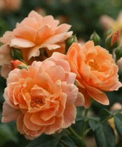 Fast Growing Trees At Last® Rose