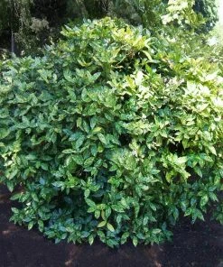 Fast Growing Trees Laurel Shrubs Japanese Gold Dust Aucuba Shrub
